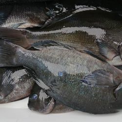 伊豆下田フィッシング 釣果