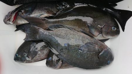 伊豆下田フィッシング 釣果