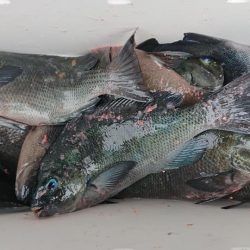 伊豆下田フィッシング 釣果