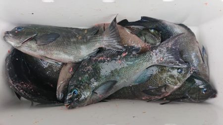 伊豆下田フィッシング 釣果