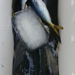 伊豆下田フィッシング 釣果