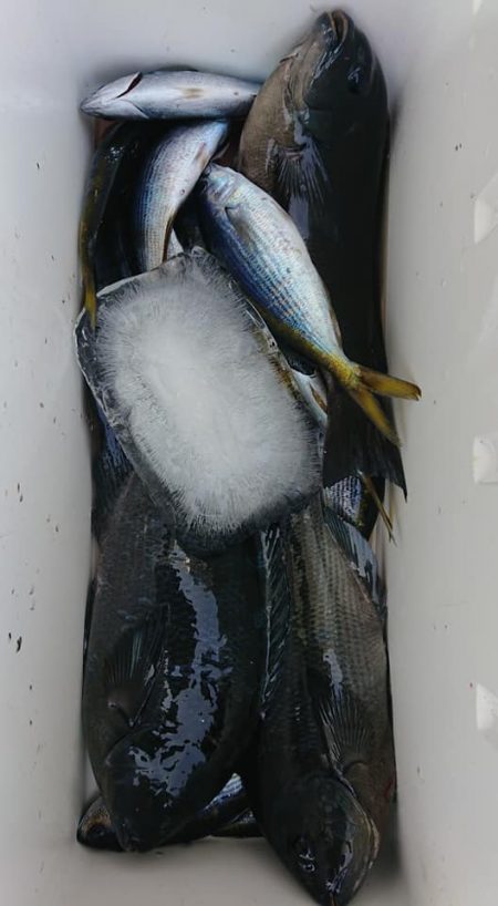 伊豆下田フィッシング 釣果