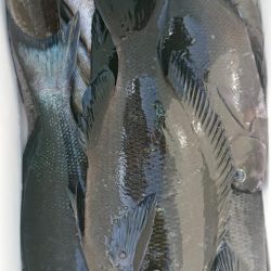 伊豆下田フィッシング 釣果