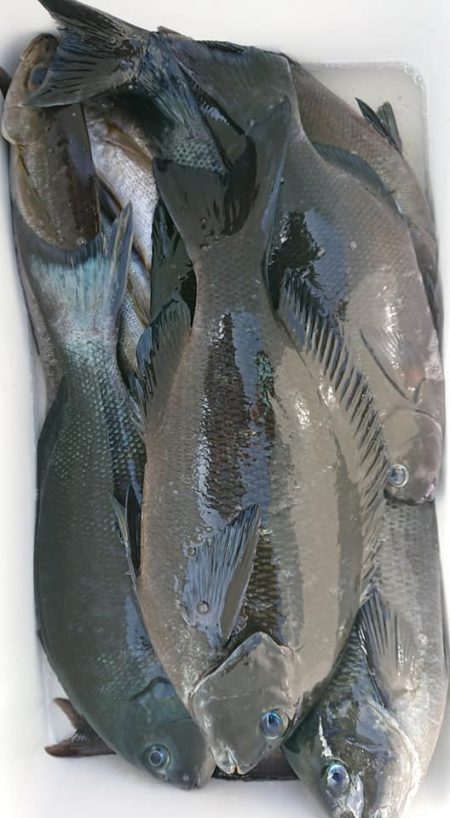 伊豆下田フィッシング 釣果