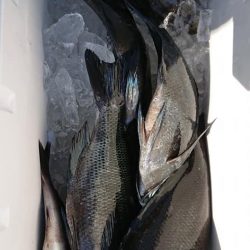 伊豆下田フィッシング 釣果