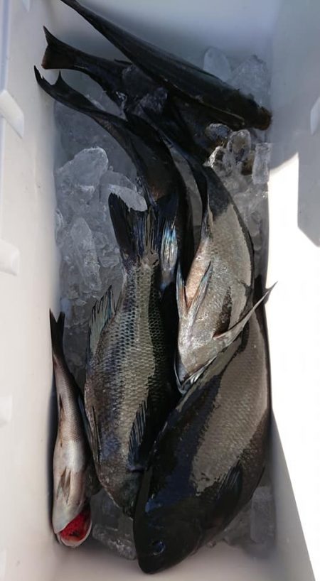 伊豆下田フィッシング 釣果