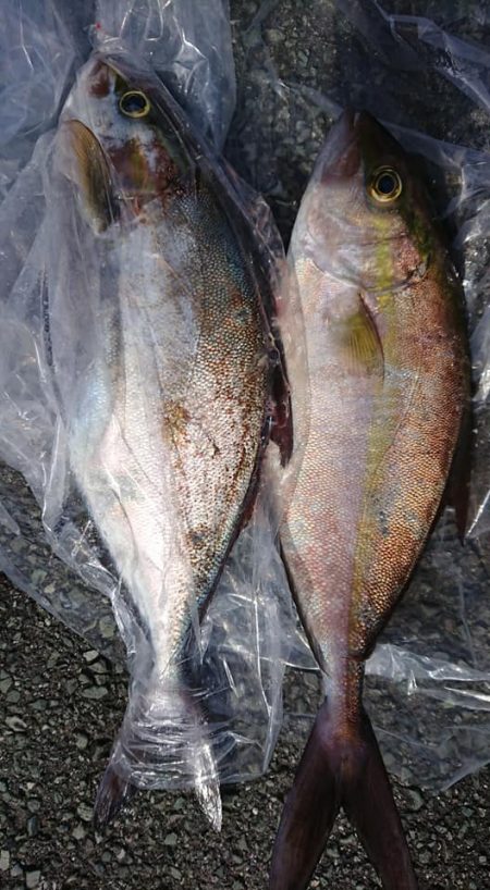 伊豆下田フィッシング 釣果