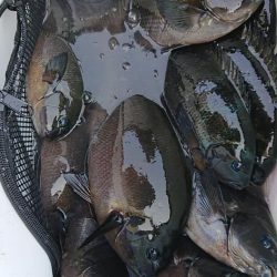 伊豆下田フィッシング 釣果