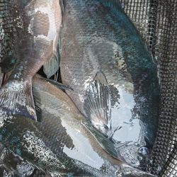 伊豆下田フィッシング 釣果