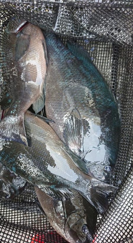 伊豆下田フィッシング 釣果