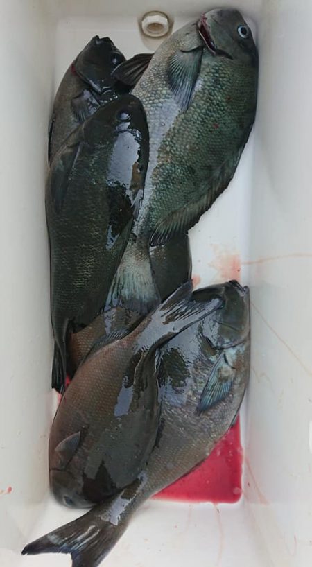 伊豆下田フィッシング 釣果