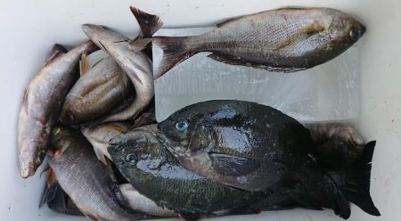 伊豆下田フィッシング 釣果