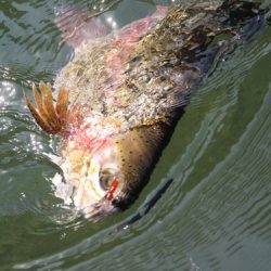 小菅トラウトガーデン 釣果