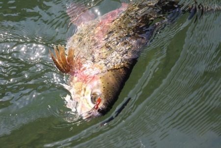 小菅トラウトガーデン 釣果