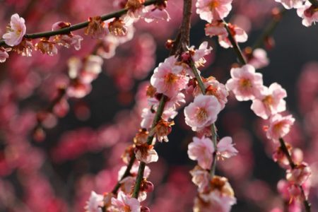 小菅トラウトガーデン 釣果