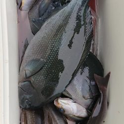 伊豆下田フィッシング 釣果