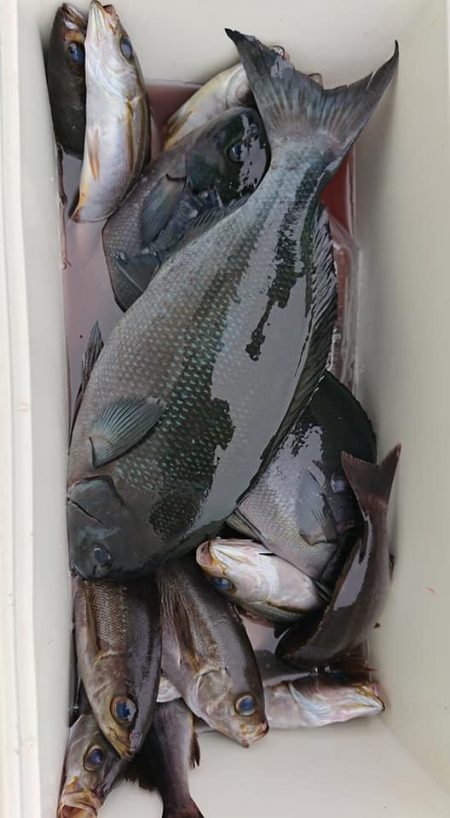 伊豆下田フィッシング 釣果