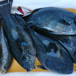 伊豆下田フィッシング 釣果