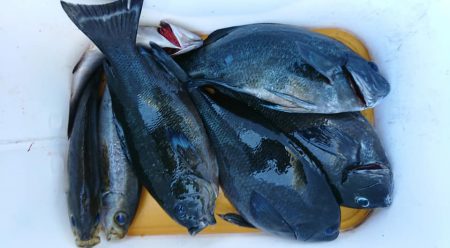 伊豆下田フィッシング 釣果