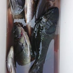 伊豆下田フィッシング 釣果