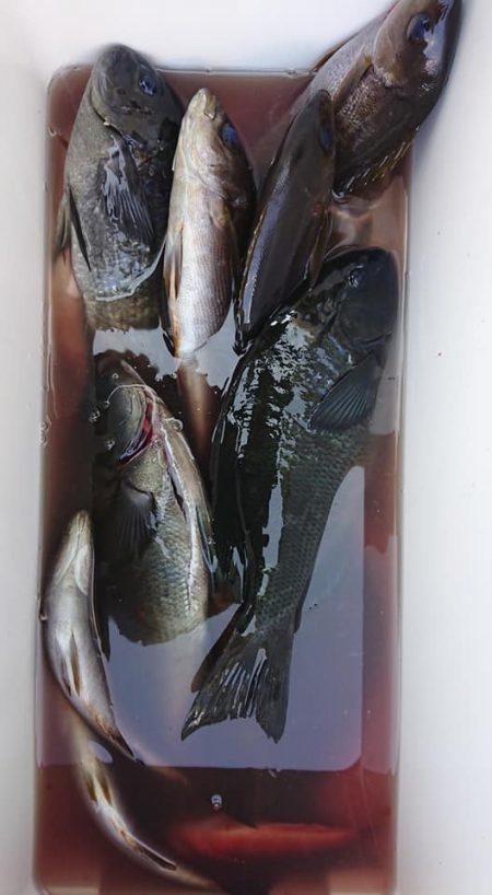 伊豆下田フィッシング 釣果