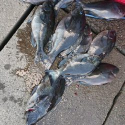 伊豆下田フィッシング 釣果