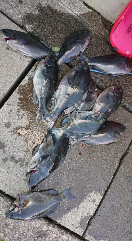 伊豆下田フィッシング 釣果