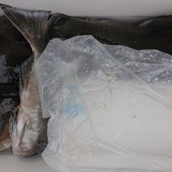 伊豆下田フィッシング 釣果