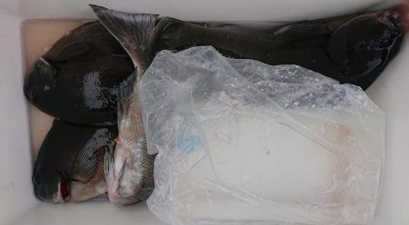 伊豆下田フィッシング 釣果