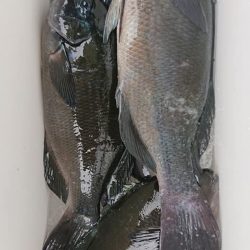 伊豆下田フィッシング 釣果