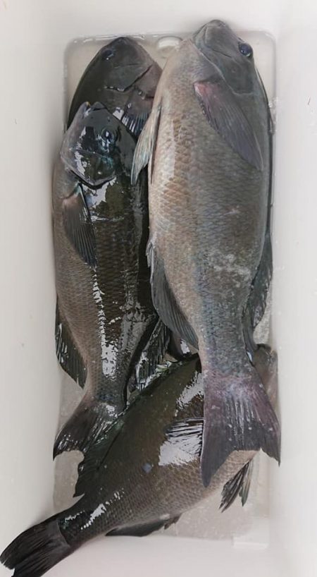 伊豆下田フィッシング 釣果