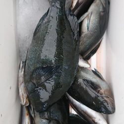 伊豆下田フィッシング 釣果