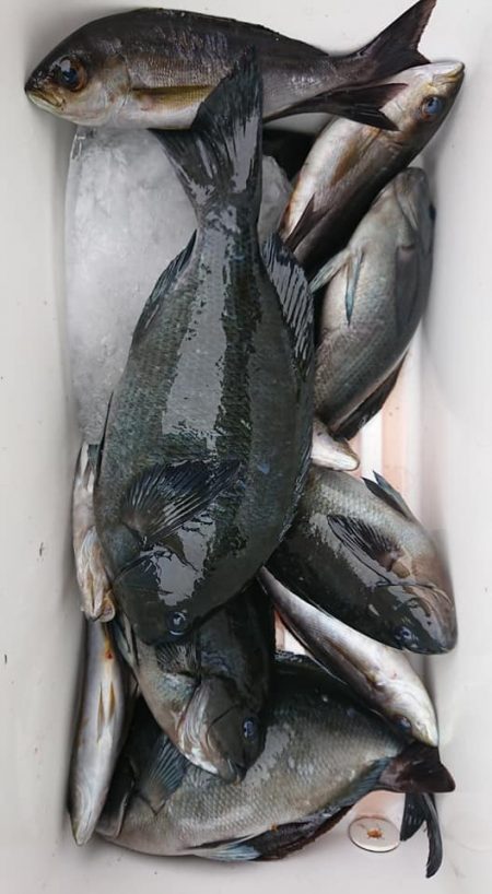 伊豆下田フィッシング 釣果