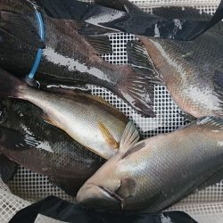 伊豆下田フィッシング 釣果