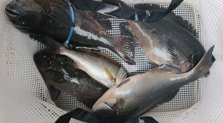 伊豆下田フィッシング 釣果