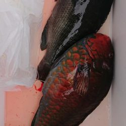 伊豆下田フィッシング 釣果