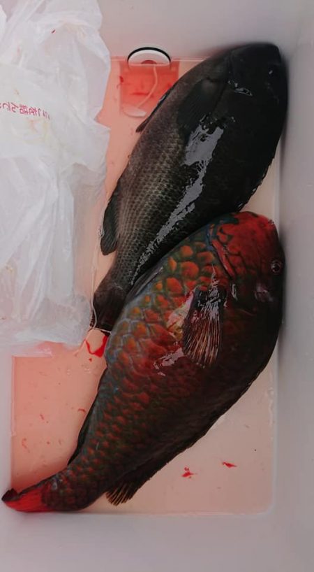 伊豆下田フィッシング 釣果