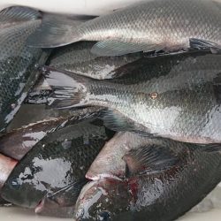 伊豆下田フィッシング 釣果