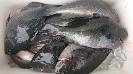 伊豆下田フィッシング 釣果