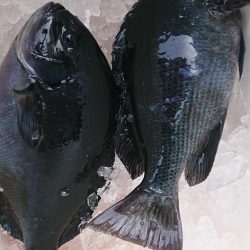 伊豆下田フィッシング 釣果