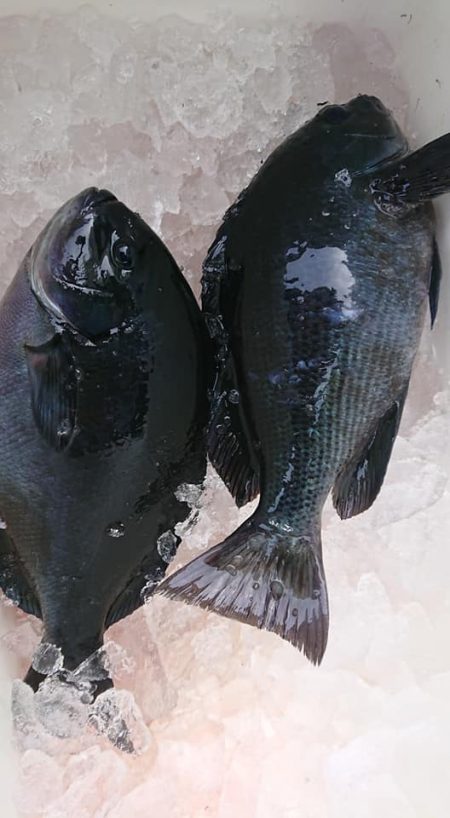 伊豆下田フィッシング 釣果