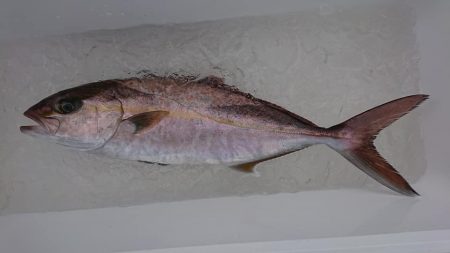 伊豆下田フィッシング 釣果