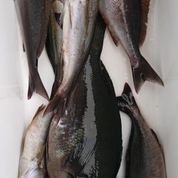 伊豆下田フィッシング 釣果