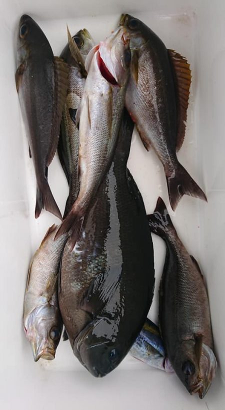 伊豆下田フィッシング 釣果