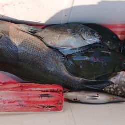 伊豆下田フィッシング 釣果