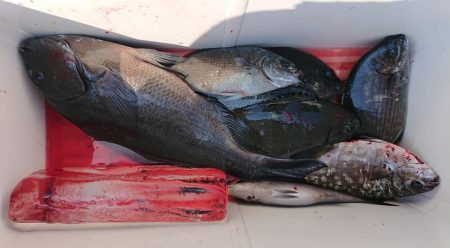 伊豆下田フィッシング 釣果