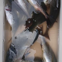 伊豆下田フィッシング 釣果