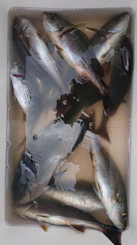 伊豆下田フィッシング 釣果
