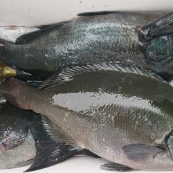 伊豆下田フィッシング 釣果