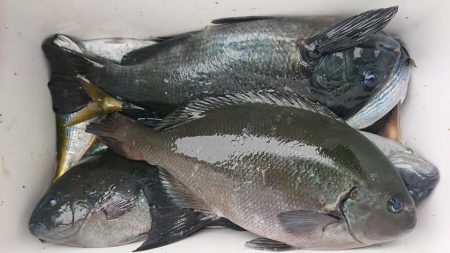 伊豆下田フィッシング 釣果